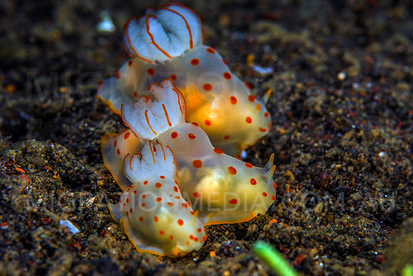 Nudibranch Trio