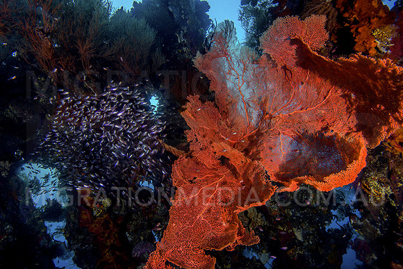 Glassfish next to Large Sea Fan