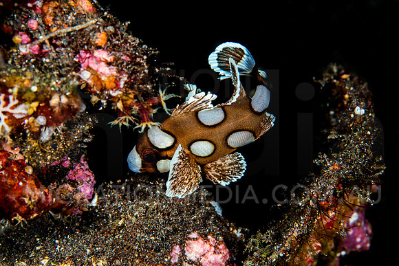 Juvenile Sweetlips