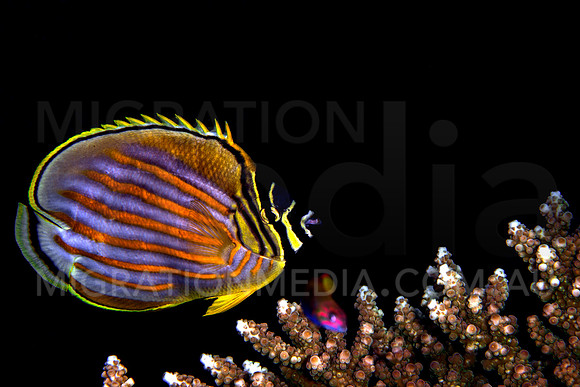 Buterflyfish and Staghorn Coral