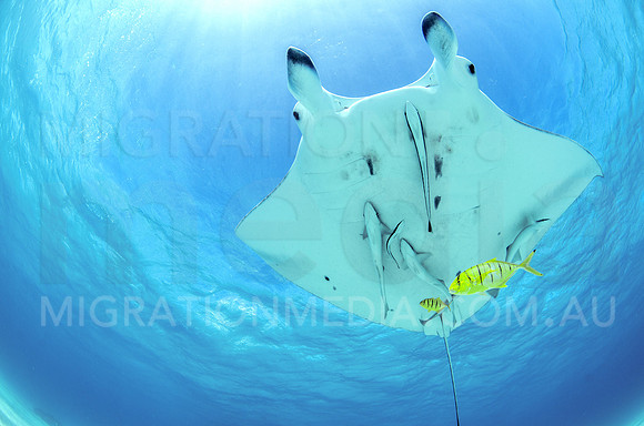 Manta Above with Golden Trevally