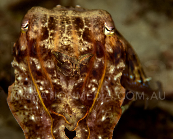 Angry Cuttlefish