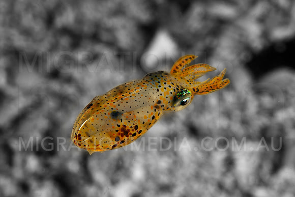 Squid Pop