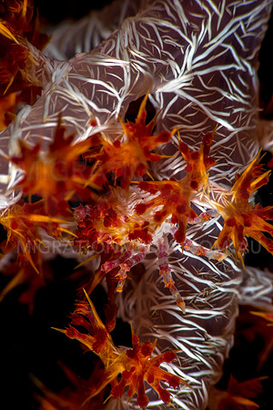 Soft Coral Crab Hiding