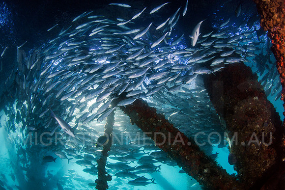Big-Eye Trevally Schooling and BFG Under Navy Pier