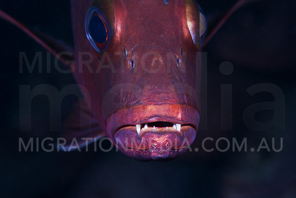 Snapper Teeth