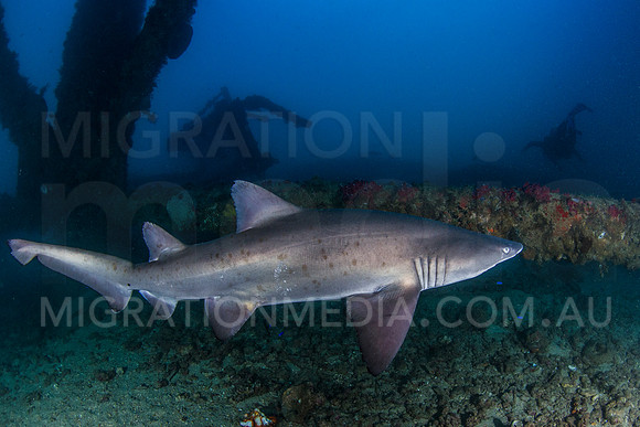 Grey Nurse Shark Side On