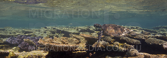 Green Turtle Swimming Above Coral