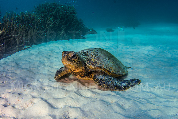 Green Turtle on Resting Sand