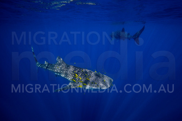 Double Whalesharks