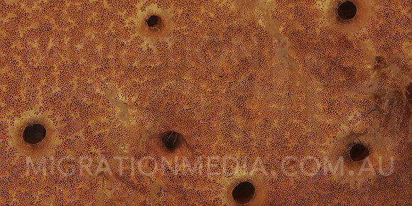 Sponge