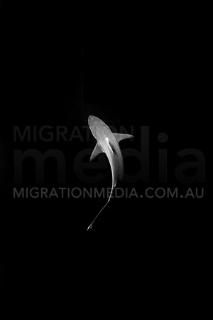 Black and White Bronze Whaler Shark