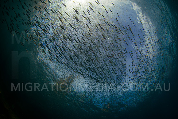 Baitfish Silhouette