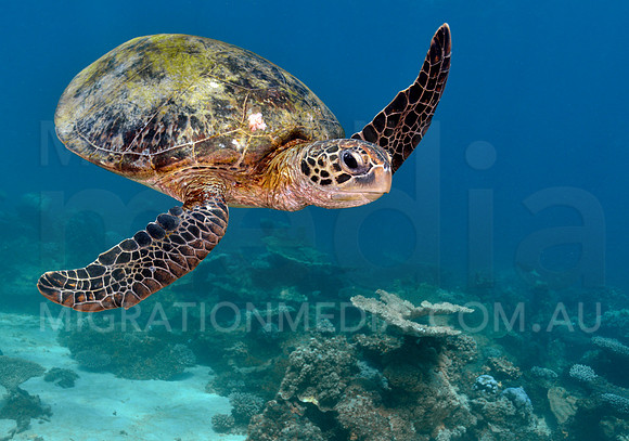 Green Turtle Smiling