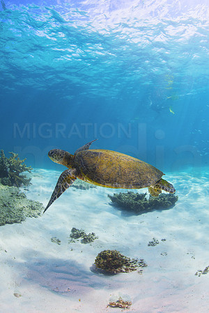 Green Turtle with Sun