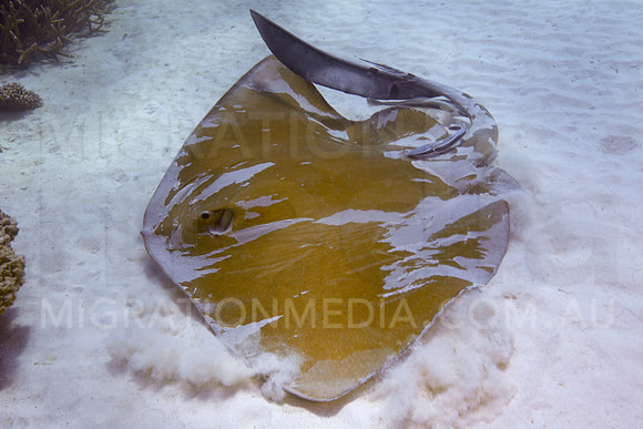 Cowtail Ray Turning