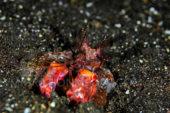 Lisa's Mantis Shrimp (1)