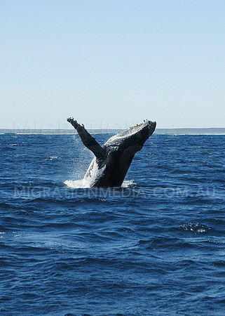 Humpback Whale Breaching