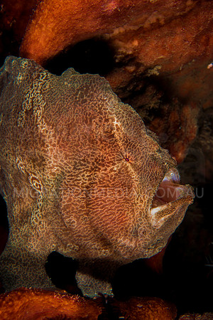 Giant Frogfish on Sponge Mouth Open