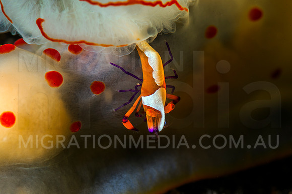 Nudibranch with Emperor Shrimp (8)