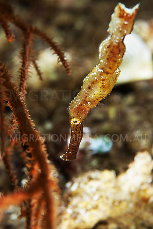 Robust Ghostpipefish on Coral