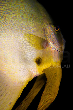 Batfish