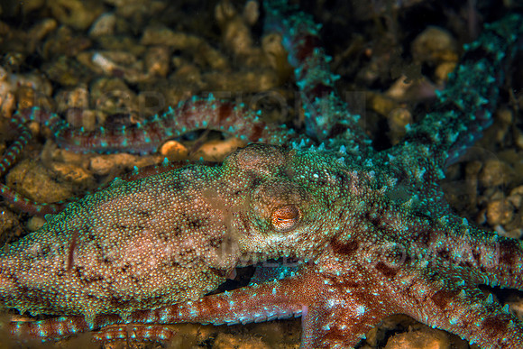 Vibrant Octopus Spread