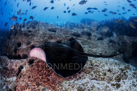 Bull Ray and Fish
