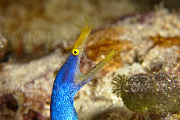 Ribbon Eel Looking