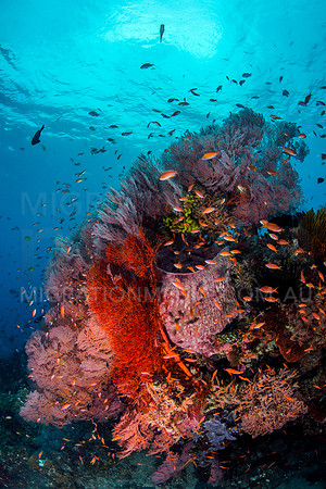 Beautiful Multicoloured Sea Fans with Anthias
