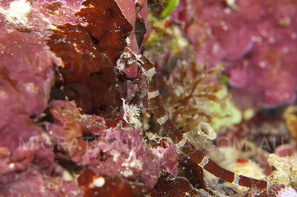 Broad Banded Pipefish (3)