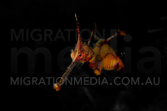 Weedy Sea Dragon Pop