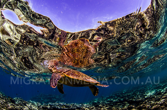 Green Turtle Breathing at Surface