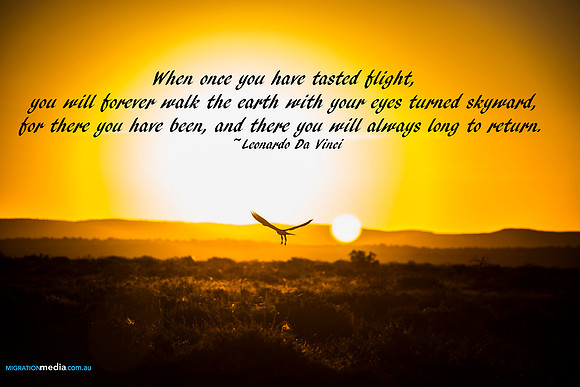 Bird of Prey Silhouette