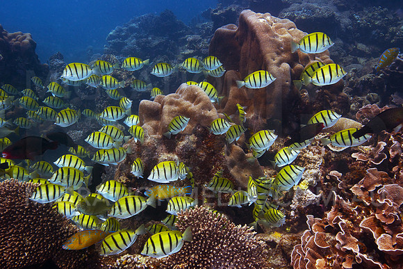 Convict Surgeonfish Burst
