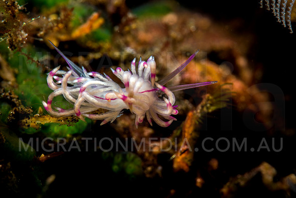 Cuthona Nudi (3)