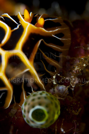 Vieny Nudi