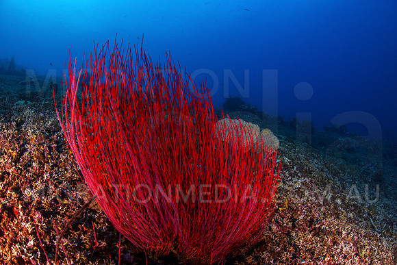 Large Red Sea Whip
