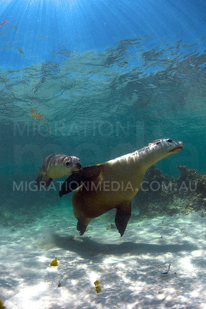 Australian Sea Lion & Baby