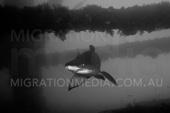 Grey Nurse Shark Face