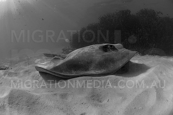 Cowtail Ray B&W