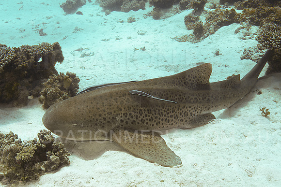 Leopard Shark on Sand