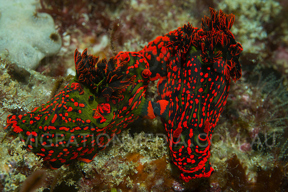 Bright Nembrotha Nudi Love