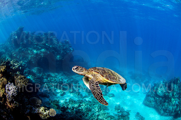 Green Turtle Swimming Up