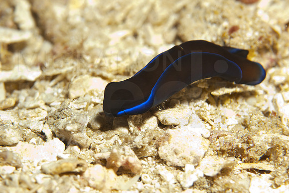 Black Shiny Slug
