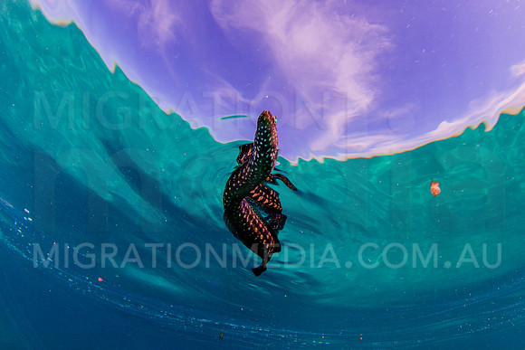 Eel Blenny