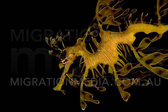 Leafy Sea Dragon Portrait