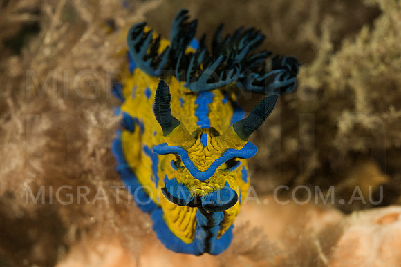 Verco's Nudibranch