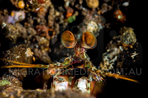 Mantis Shrimp
