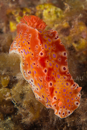Cerastoma Nudibranch (1)